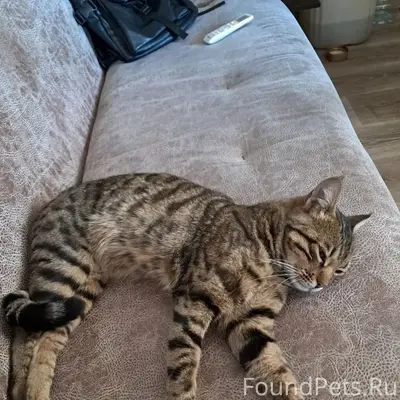 Найден кот