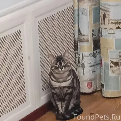Пропал кот Котик, Коммунистическая