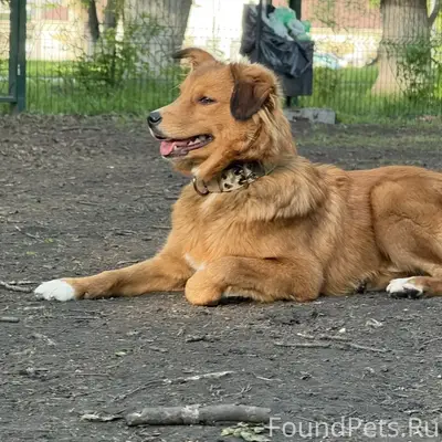 Найден рыжий пёс, г. Томск