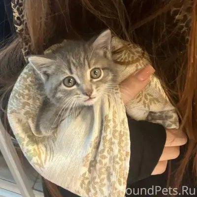 Пропала кошка Смоки, 2 район