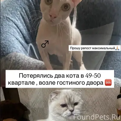 Вислоухая и сфинкс 