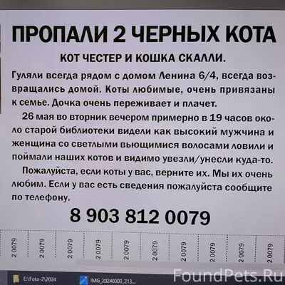 Пропали коты