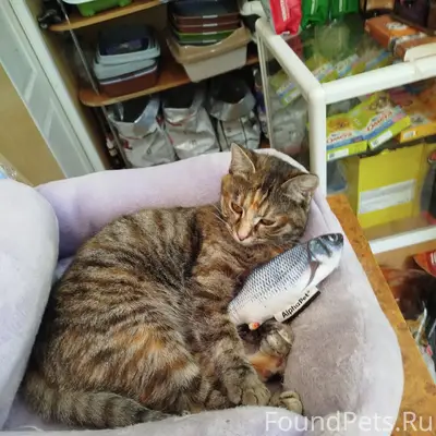 Пропала кошка Маруся, пр. Октябрьского