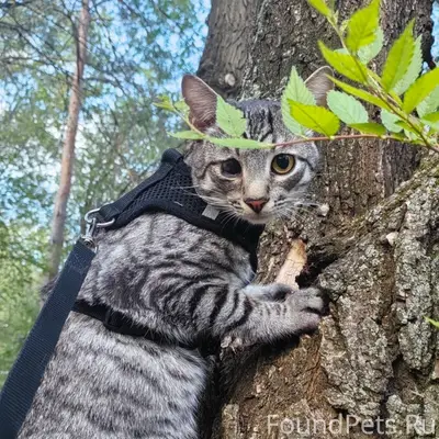 Пропал кот Шантик, район монгоры