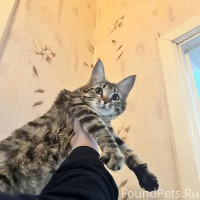 Найдена молодая кошка, Октябрьская революция 15
