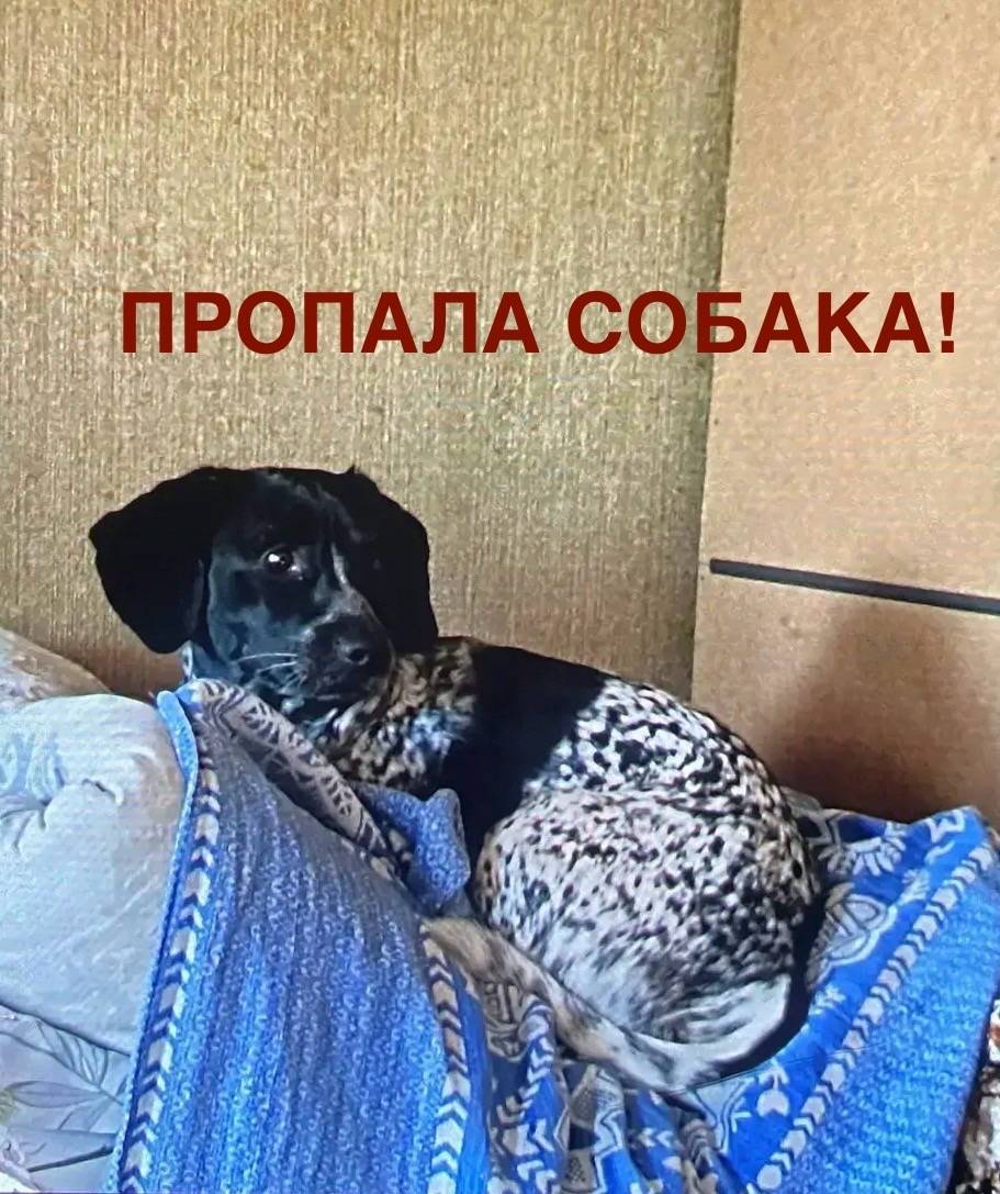 Пропала собака, может быть в Майоршино, Алапаевск