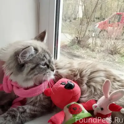 Пропала кошка Буся, Среднеуральск