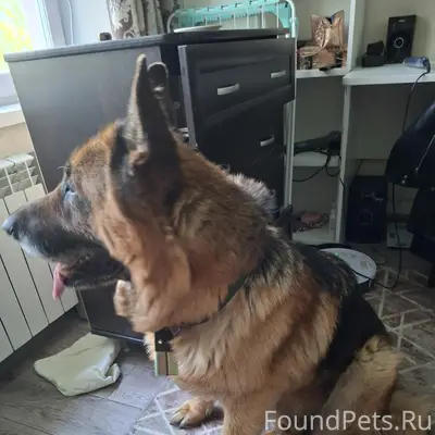 Найден кабель немецкой овчарки, возраст 8-9 лет