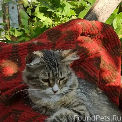Пропала кошка Пуша, улица Молодёжная