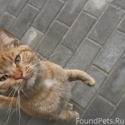 Найден котик, Затверечье