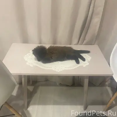 Пропал котенок, пропал ласковый котенок