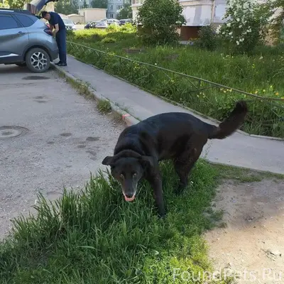 Пропал крупный чёрный кобель, ошейник с шипами