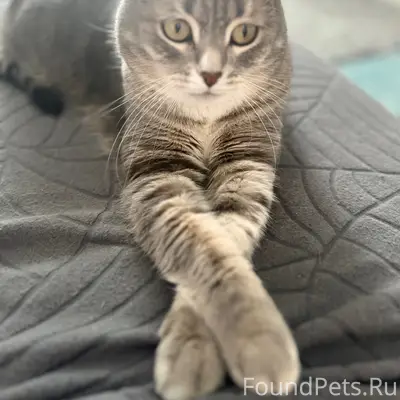 Пропала кошка, ул. Дорожная