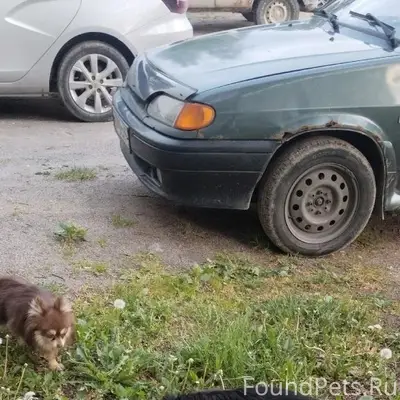 Найден чёрная такса, деревня Ретюнь