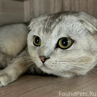 Найден шотландский вислоухий кот, Южный город