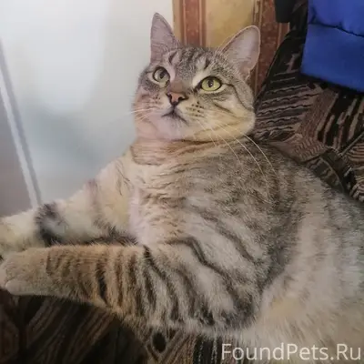 Пропал кот Тима, Тума