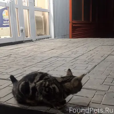Найден кот, район восточного, улица Достоевского