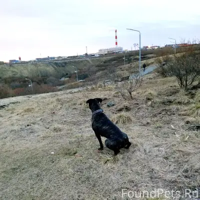 Пропал пёс Анхель