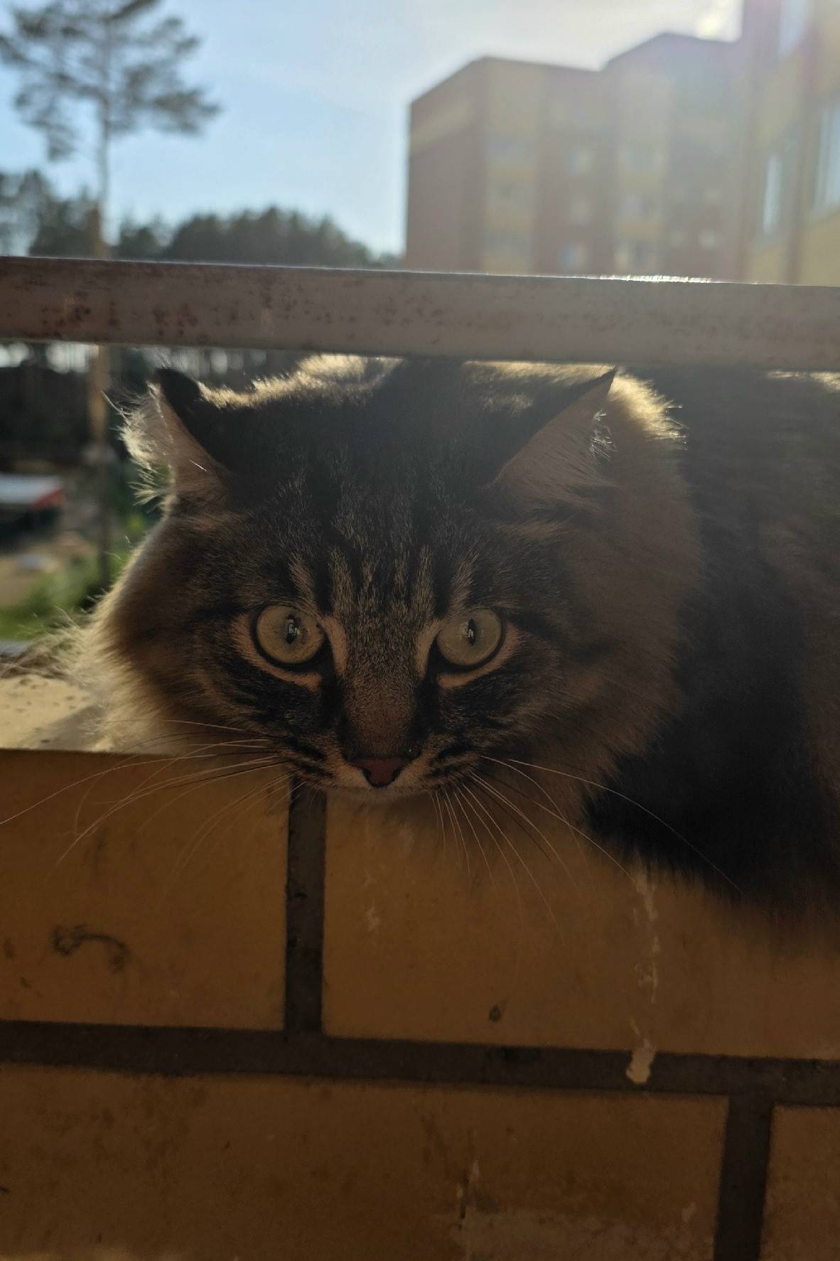 Найдена кошка, подъезд на Гагарина