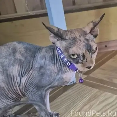 Найдена кошка, п. Дубовое