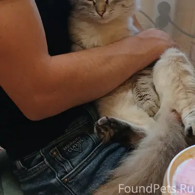 Пропал кот, ул. З. Зубрицкой