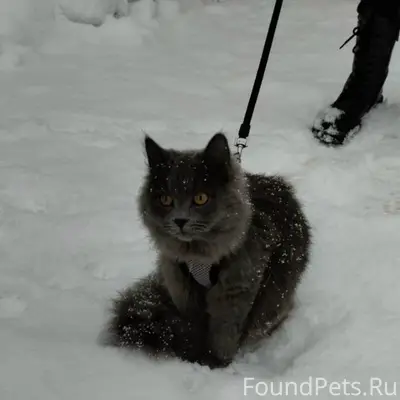 Пропала кошка, район Частикова