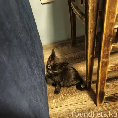 Найден котёнок, район улицы Летчиков