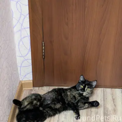Пропала кошка Тоня, район ул. Никольского