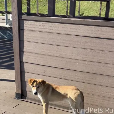 Найдена рыжая собака