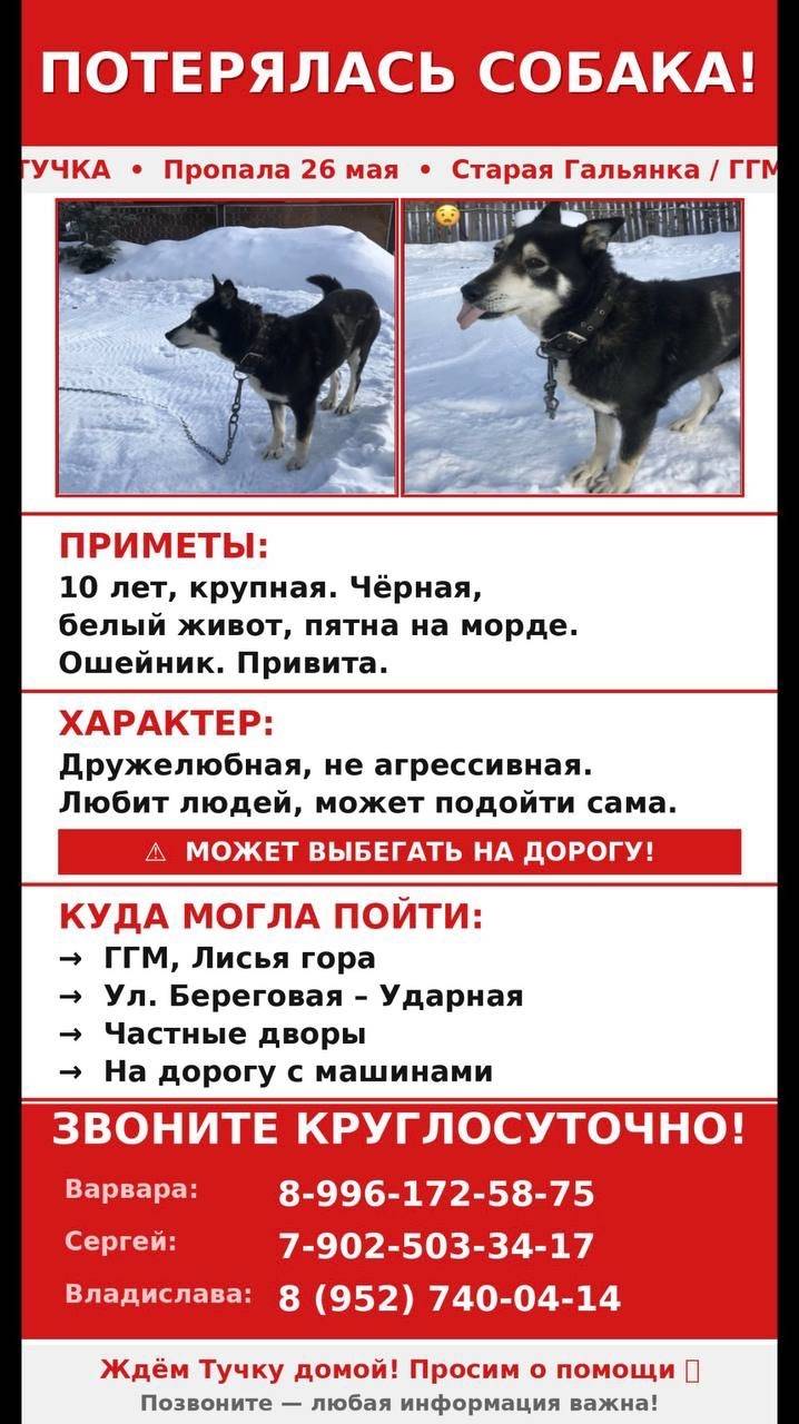 Пропала собака Тучка, район Старая Гальянка