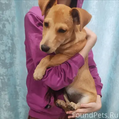 Найден тип собаки похожий на породистую, улица Красногоровская