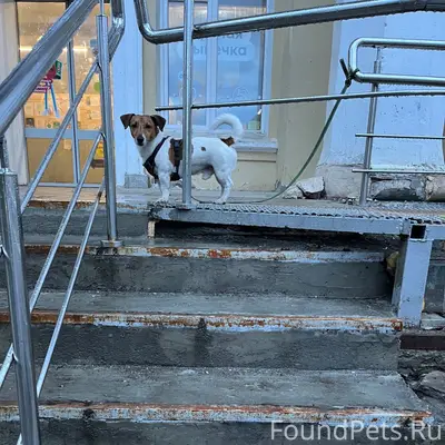 Найден Джек Рассел Джек, г. Петрозаводск
