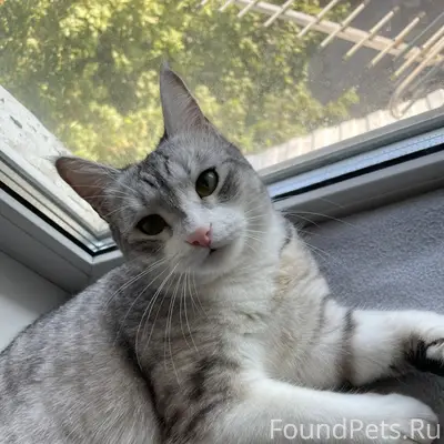 Пропала кошка, 16-й квартал Дорогого