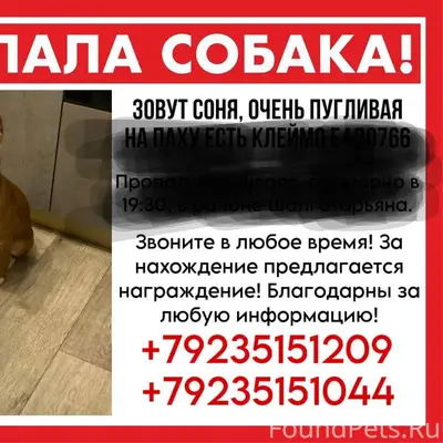 Пропала собака Соня, район леса за мечетью