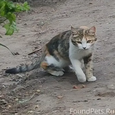 Пропала кошка Луна, район железнодорожного переезда