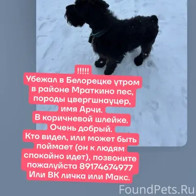 Пропал цвергшнауцер Арчи, Мраткино