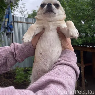 Найдена собака Фрида