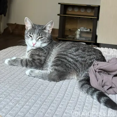 Найдена кошка, ищем дом