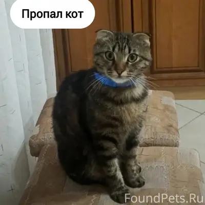 Пропал вислоухий кот Бася, Михайловск