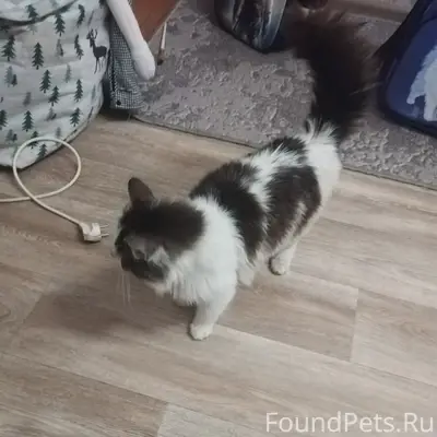 Найден котёнок, Мкр-н дзфс