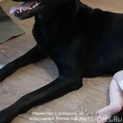 Пропал кобелъ Аид, Усолье