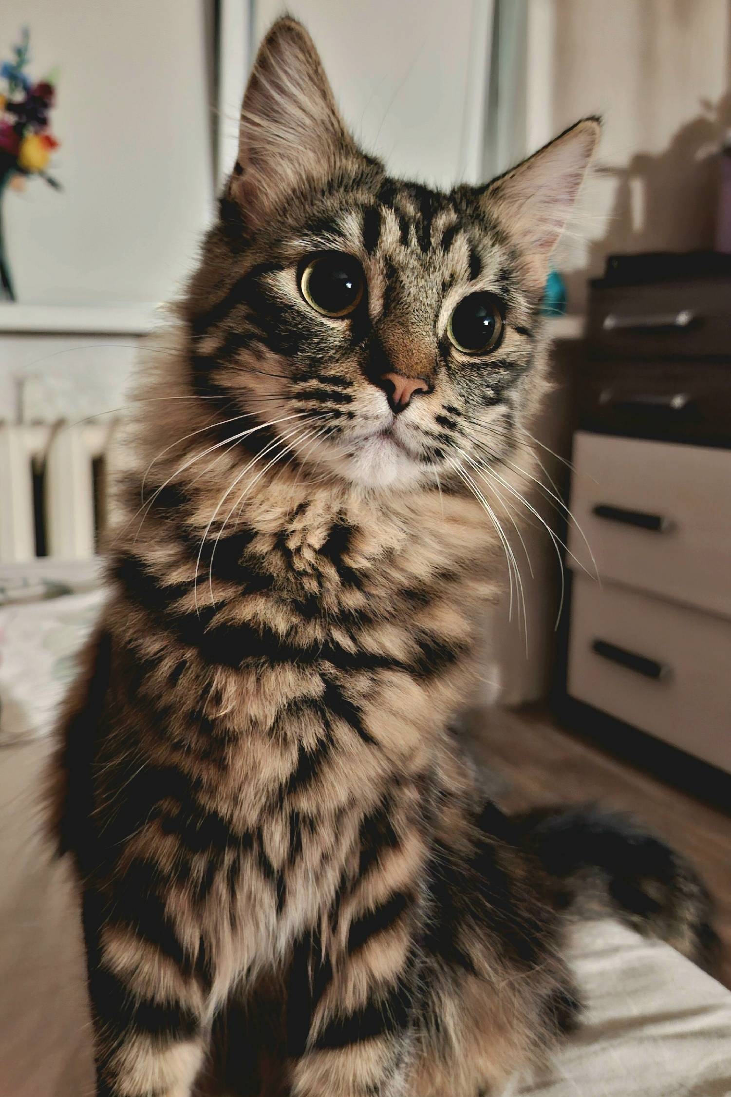 Пропала кошка Ями, ул. Ухтомского