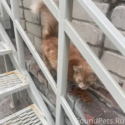 Найден рыжий кот, район неизвестен