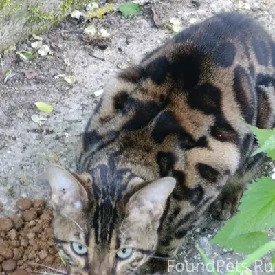 Найден бенгальский кот, Скреблово