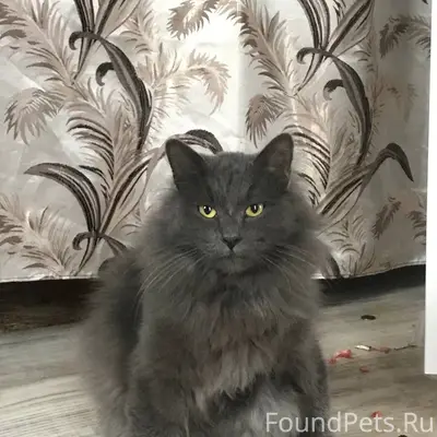 Пропал кот Филя, северная часть