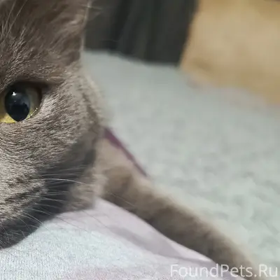 Помогите найти котика