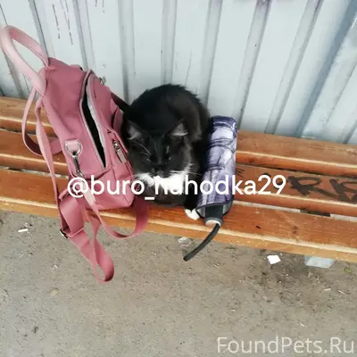 Найдена кошка, 21 л/з