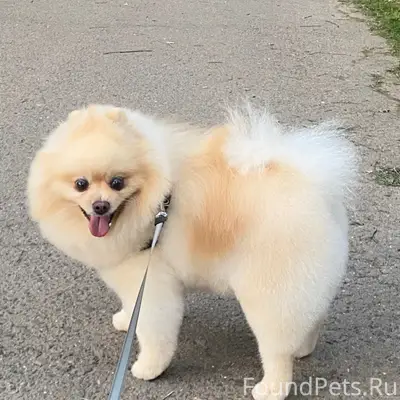 Пропал Немецкий шпиц Ромик, Д. Вотря