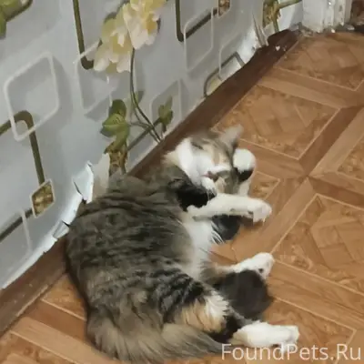 Пропала кошка Мия, Орехово-Зуево