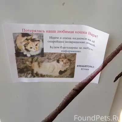 Пропала кошка, рынок девятого микрорайон